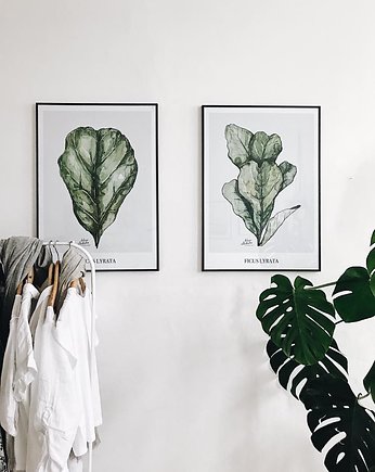 Ficus plakaty botaniczne, Margo Hupert