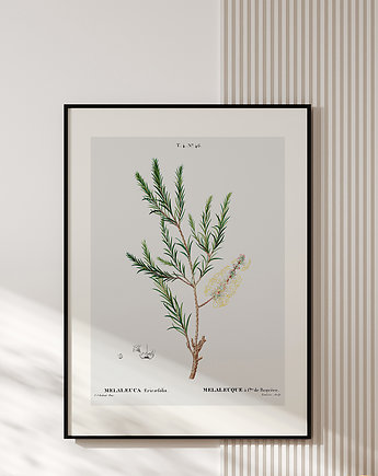 Plakat z botaniczną ryciną MELALEUCA, muybien