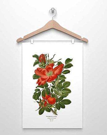 RÓŻA DZIKA  II plakat  A4, A3 (lub 30x40cm), botanika