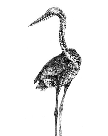Czapla, kruk - zamówienie specjalne, beata sketches