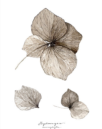Hortensja, print 40x50 cm, Margo Hupert
