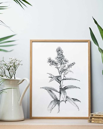 Plakat Nawłoć pospolita 30x40, beata sketches