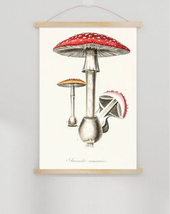 PLAKAT  ILUSTRACJA z grzyb muchomor vintage, black dot studio