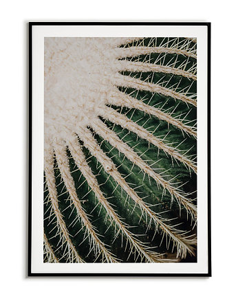 Plakat Botaniczny - Echinocactus grusonii kaktus, Bajkowe Obrazki