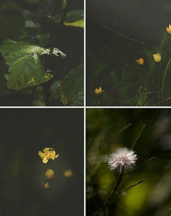 4 fotografie natury z cyklu "Zwyczajność", mamam