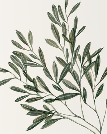 Oliwka / Fine Art Print, Margo Hupert