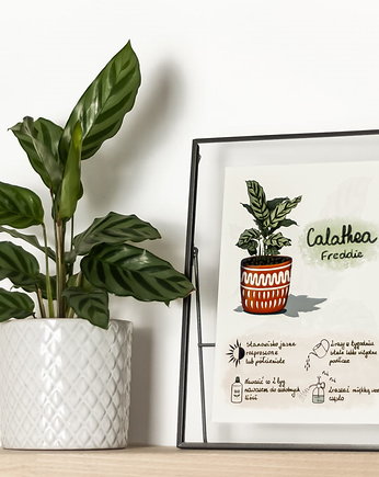Instrukcja roślinna: CALATHEA, Burakovvska