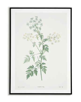 Plakat botaniczny ilustracja z kwiatem Cykuta, Bajkowe Obrazki