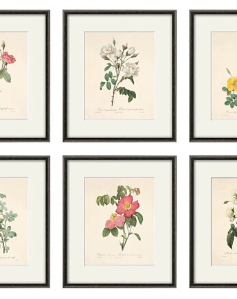 Róża stara Grafika  Rysunek kwiaty Ilustracja Druk Botaniczny prezent, Victorian wall art