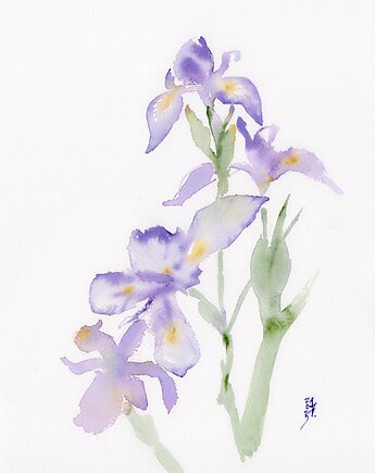 Oryginalna akwarela. Irysy, alquadro