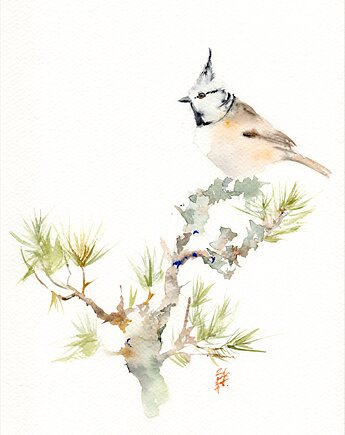 Oryginalna akwarela. Sikora czubatka, alquadro