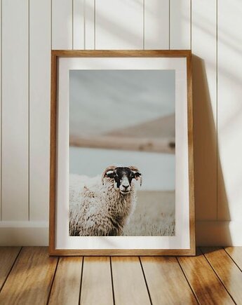 PLAKAT fotografia owca owce góry zdjęcie, black dot studio