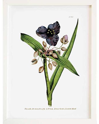 TRZYKROTKA plakat A4, A3, 30x40, botanika