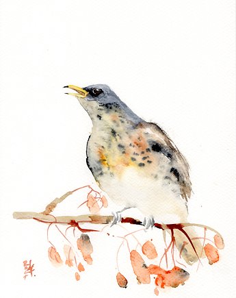 Oryginalna akwarela. Drozd, alquadro