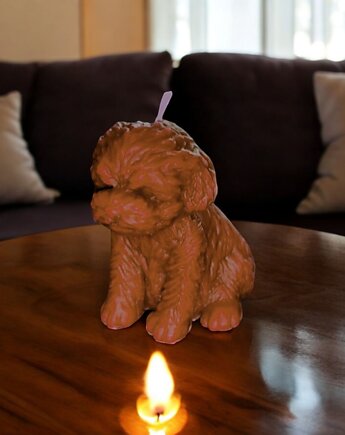 Brązowa świeca pies - uzdrawianie zwierząt, KEIT