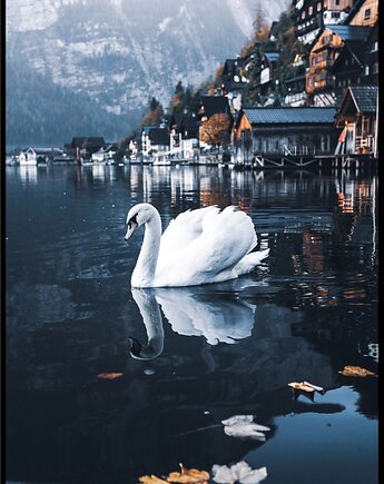 Plakat "Biały łabędź nad jeziorem Hallstatt", Fotobloki and decor