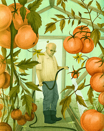 Plakat Pomidory, Dorota Piechocińska ilustraDORA