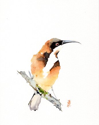 Oryginalna akwarela. Miodopijka długodzioba, alquadro