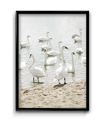 Plakat Łabędzie na plaży, OSOBY - Prezent dla niego