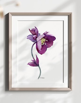 Ciemiernik 1, grafika, akwarela, Urszula Steczkiewicz