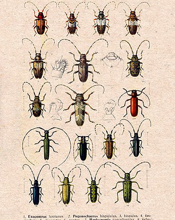 Plakat owady-rycina-z-ksiazki-xiii, Galeria LueLue