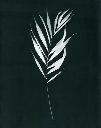 Paproć_0_, PAPER AND LIGHT