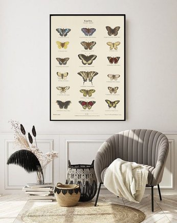 PLAKAT z motylami, plansza, grafika, motyle, owady, black dot studio