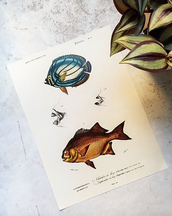 Plakat, Rycina Vintage - Ryby II, Galeria LueLue