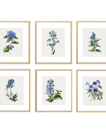 PLAKATY  botaniczne grafiki niebieskie kwiaty, black dot studio