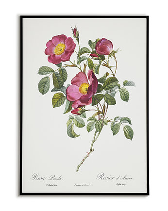Rosa pumila - Plakat botaniczny - Retro, Bajkowe Obrazki