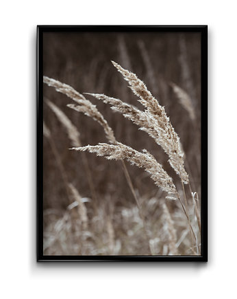 Plakat Trawy No.3, Bury Lis