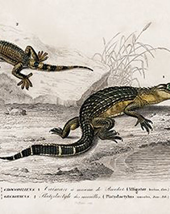 Aligator-i-jaszczurka-plakat-rycina, Galeria LueLue