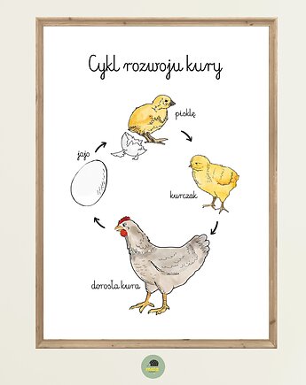 Plakat Edukacyjny Cykl życiowy rozwojowy Kury Ptaka Montessori dla dzieci, Maja Montessori