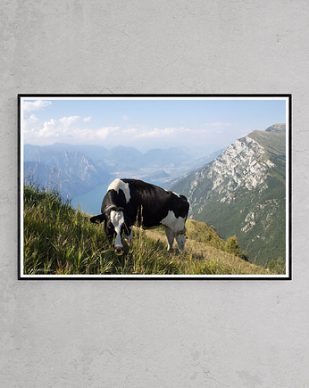 Krowa na Monte Baldo, Włochy 2017, AAS Art Studio