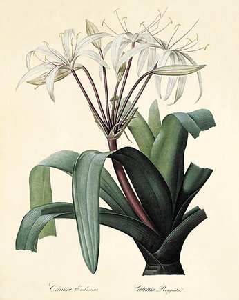 Rysunek kwiaty grafika  litografia prezent, Victorian wall art
