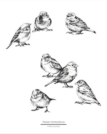 Plakat Wróbel zwyczajny , beata sketches