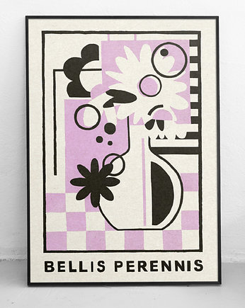 Bellis perennis, paulina adamowska