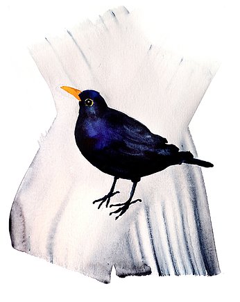 Plakat Kos, Warsaw Birds