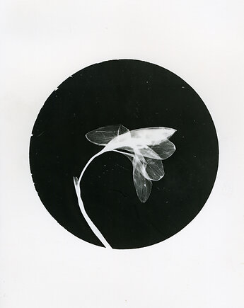 Krokus_1_, PAPER AND LIGHT