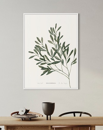 Oliwka / Fine Art Print, Margo Hupert