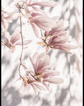 Plakat Magnolie rzucające cień, Fotobloki and decor