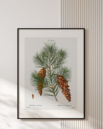 Plakat z botaniczną ryciną PINUS, muybien