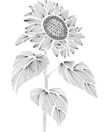 64. SŁONECZNIK - rysunek, plakat., kama4you