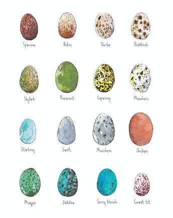 Jajka - grafika- ilustracja- plakat- eggs, BOSKE