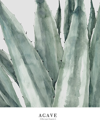 Agave 50x70 cm / Fine Art Print, Margo Hupert