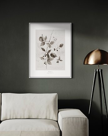 Plakat Jeżyny - Fine Art Print, Margo Hupert