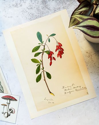 Plakat, Rycina Vintage - Roślina, Jarzębina, Galeria LueLue