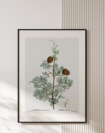 Plakat z botaniczną ryciną CYPRES, muybien