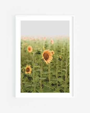 Słoneczniki plakat, Katarzyna Kątna
