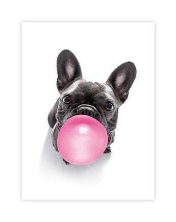 Buldog Francuski Plakat, KNOR